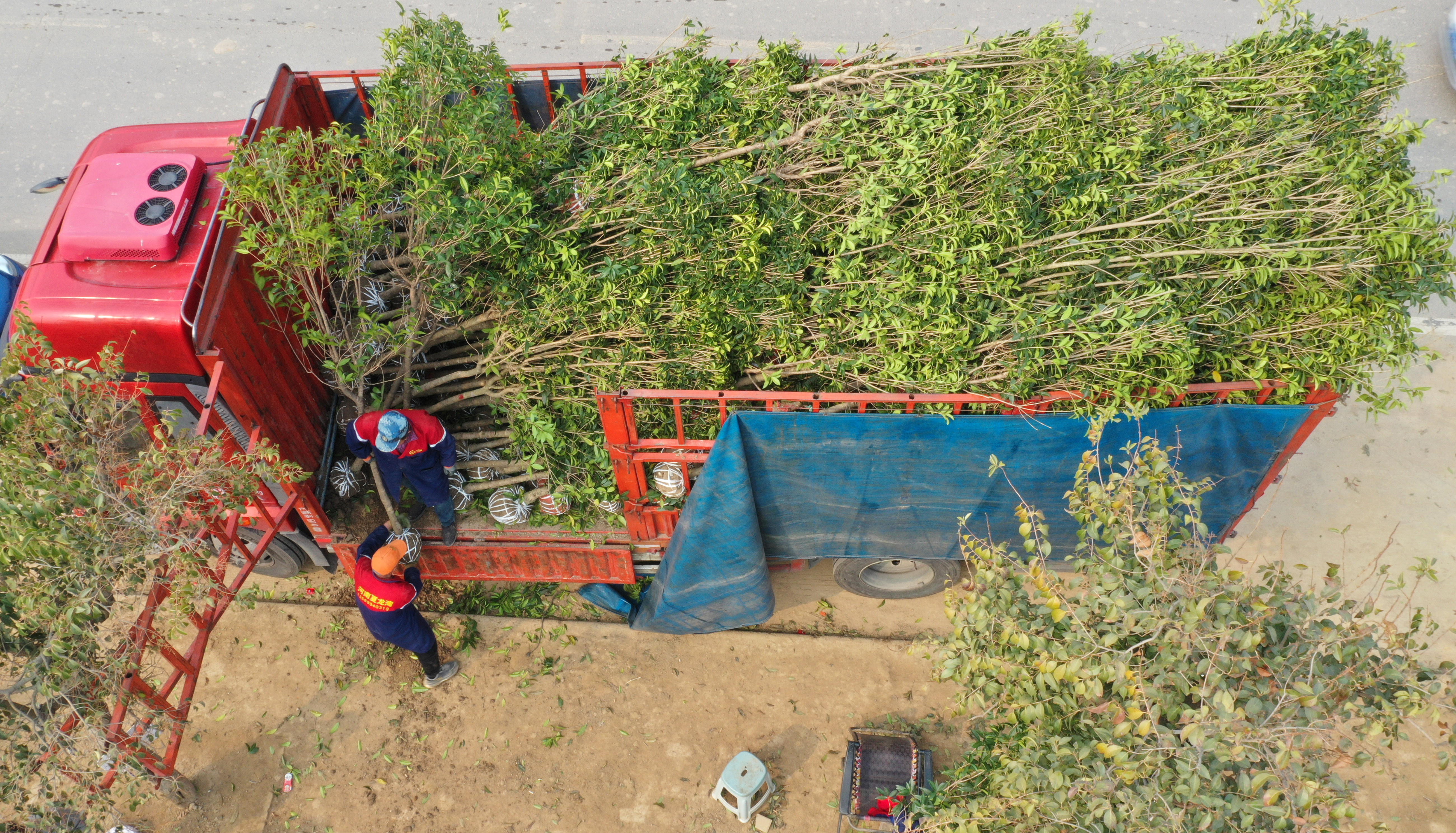 3月30日,在鄢陵县花木交易市场,花农在装运销售绿化苗木。 3月30日,在鄢陵县花木交易市场,花农在装运销售绿化苗木。