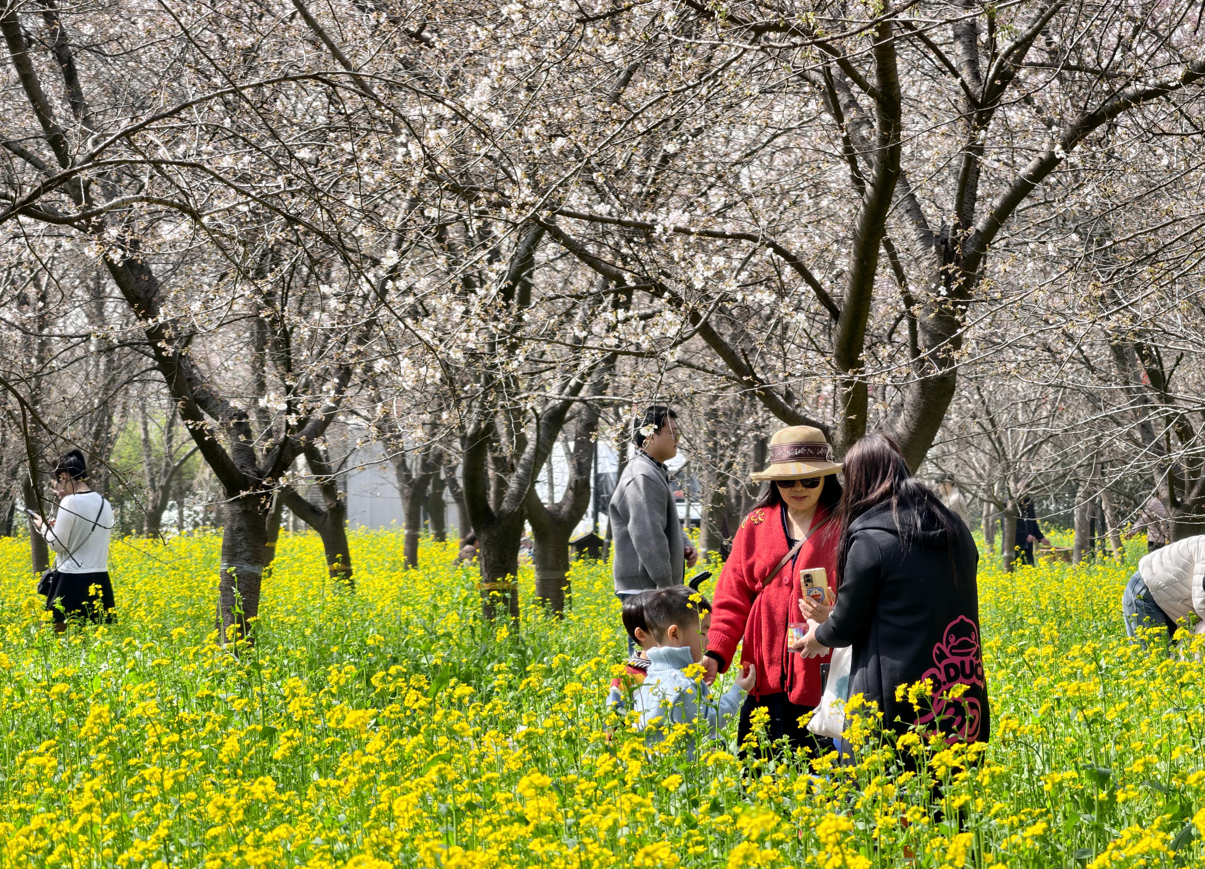 3月22日,游客在唐韵樱花园赏景游玩。 3月22日,游客在唐韵樱花园赏景游玩。