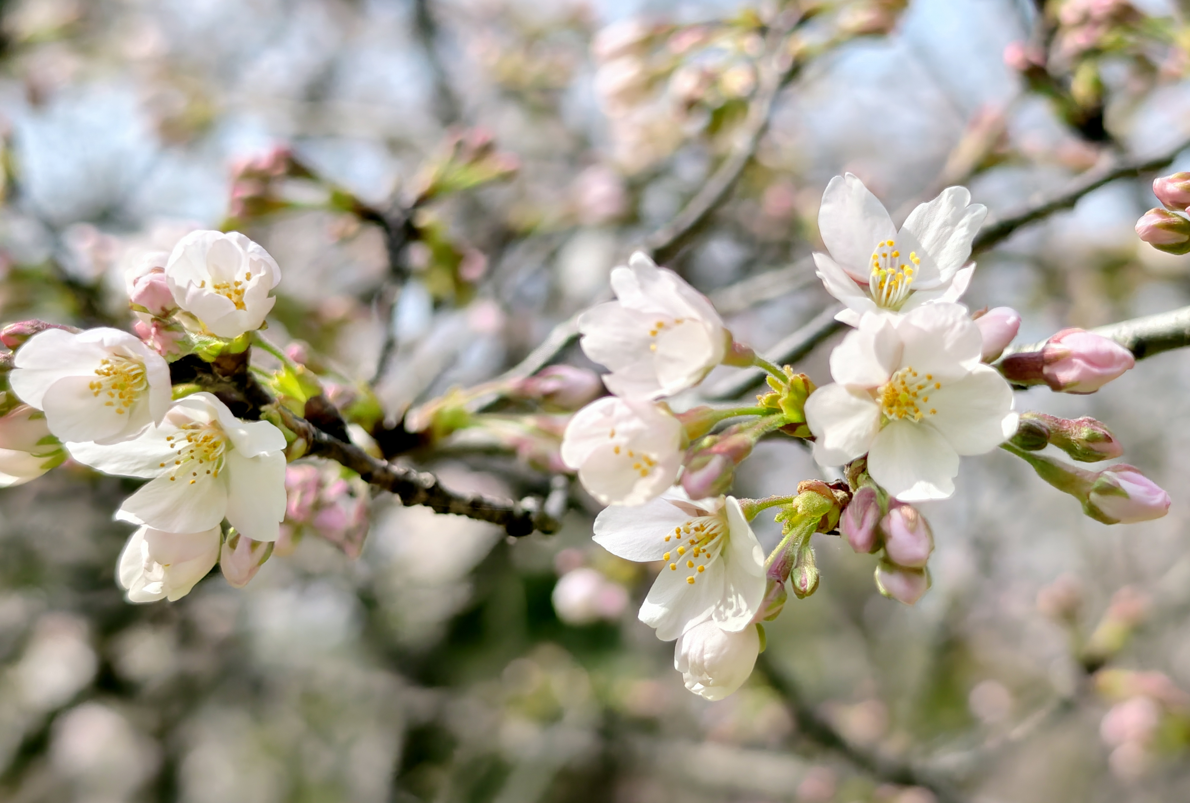 唐韵樱花园的樱花缀满枝头。(3月22日摄) 唐韵樱花园的樱花缀满枝头。(3月22日摄)
