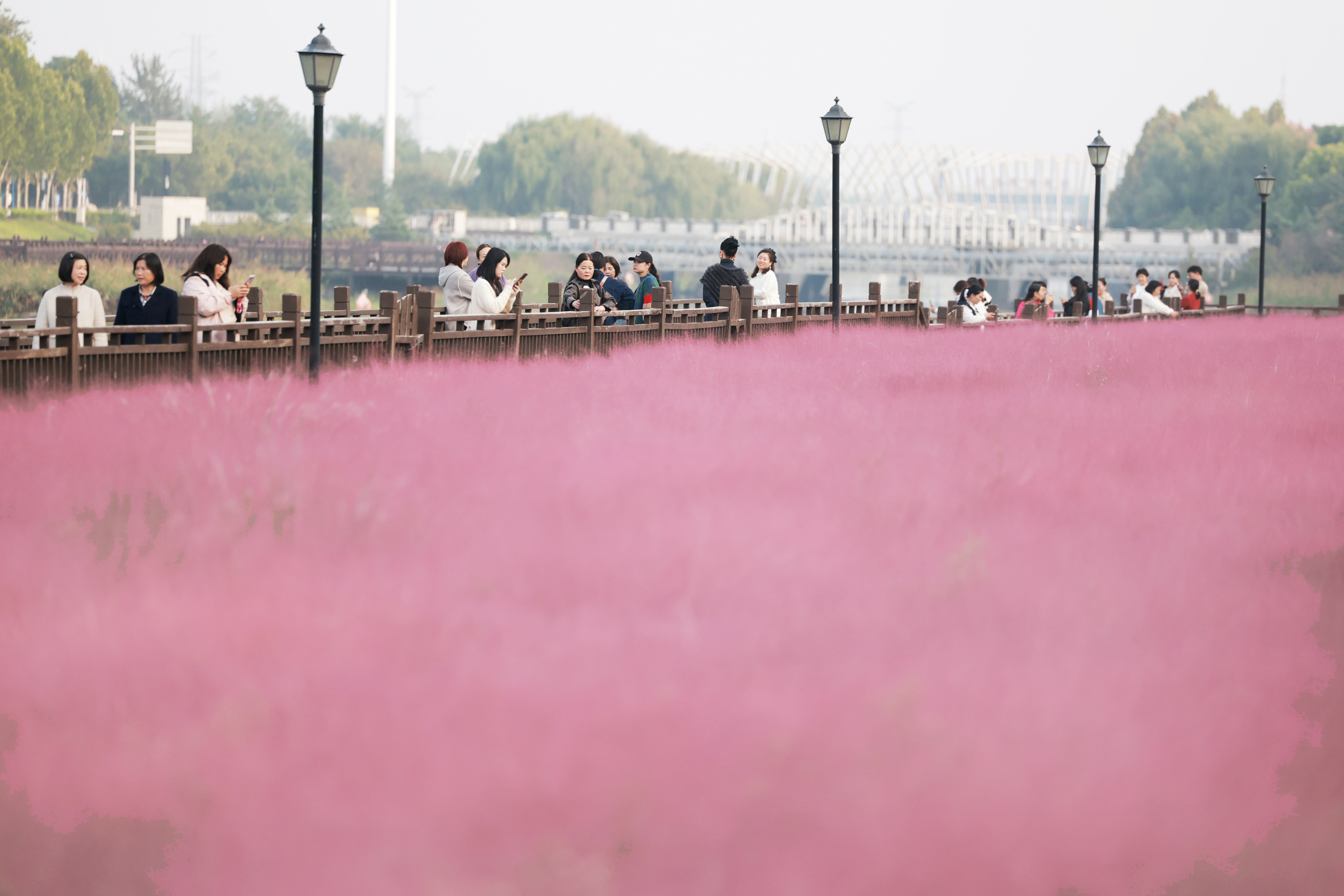 粉黛乱子草如期盛放，吸引众多市民前来游玩。