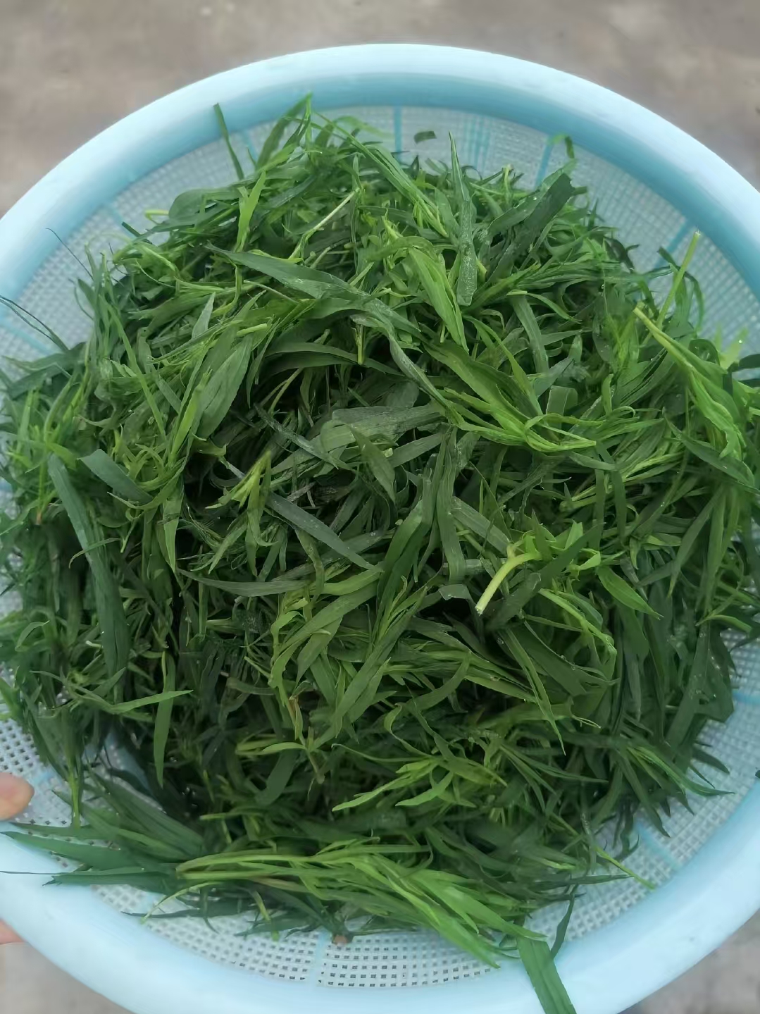 扫帚菜.jpg
