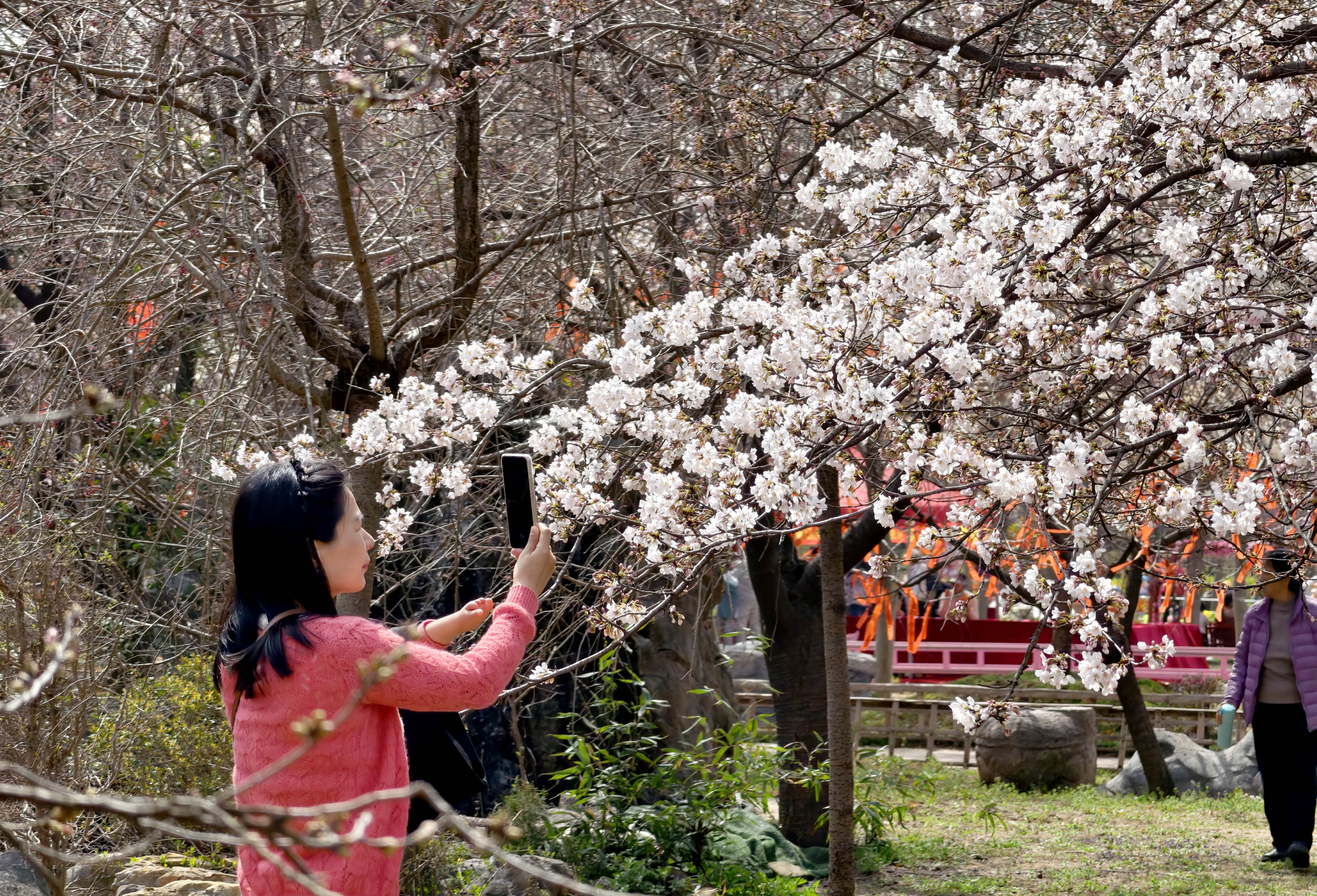 3月22日,游客在唐韵樱花园拍照游玩。 3月22日,游客在唐韵樱花园拍照游玩。