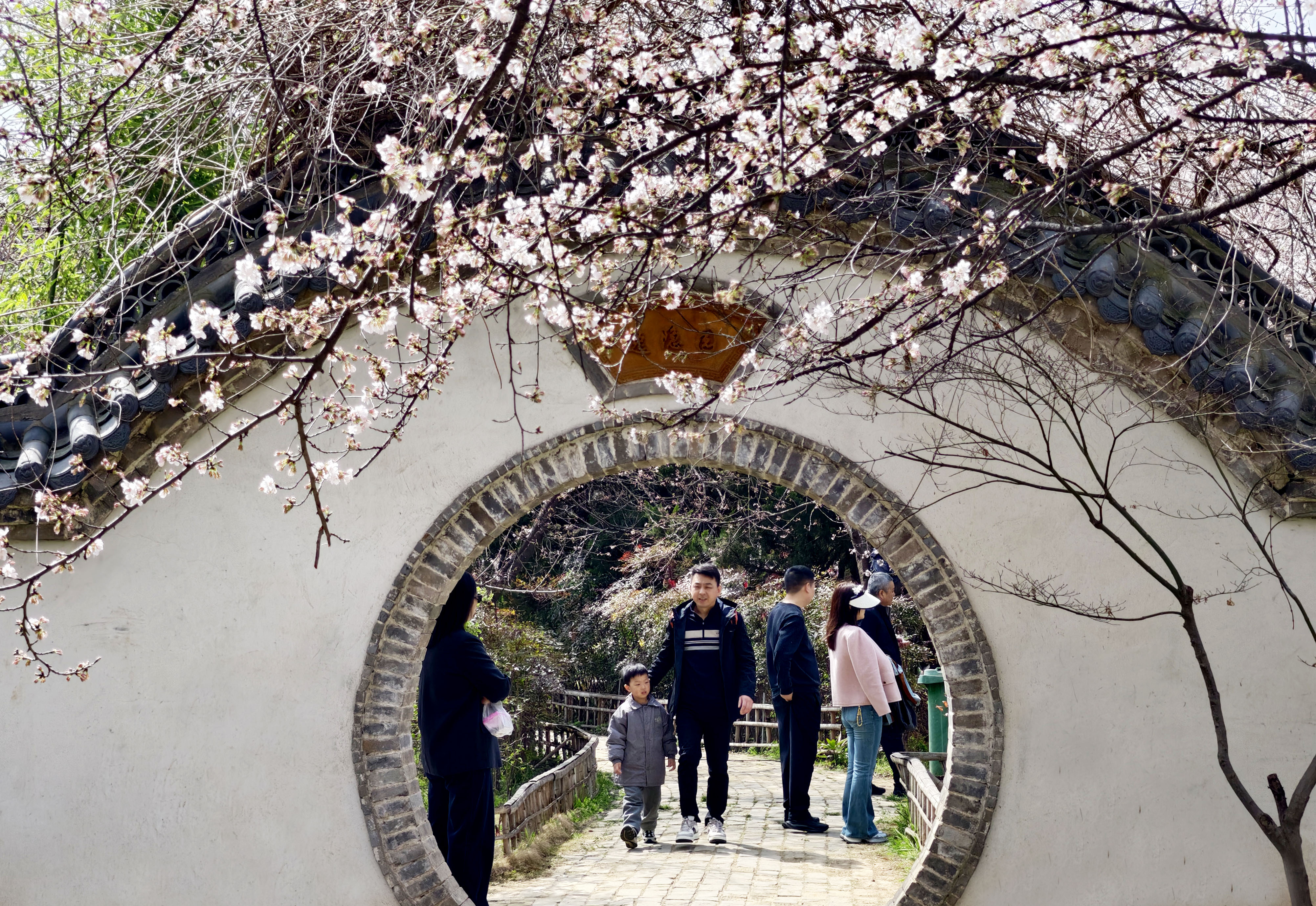 3月22日,游客在唐韵樱花园赏景游玩。 3月22日,游客在唐韵樱花园赏景游玩。