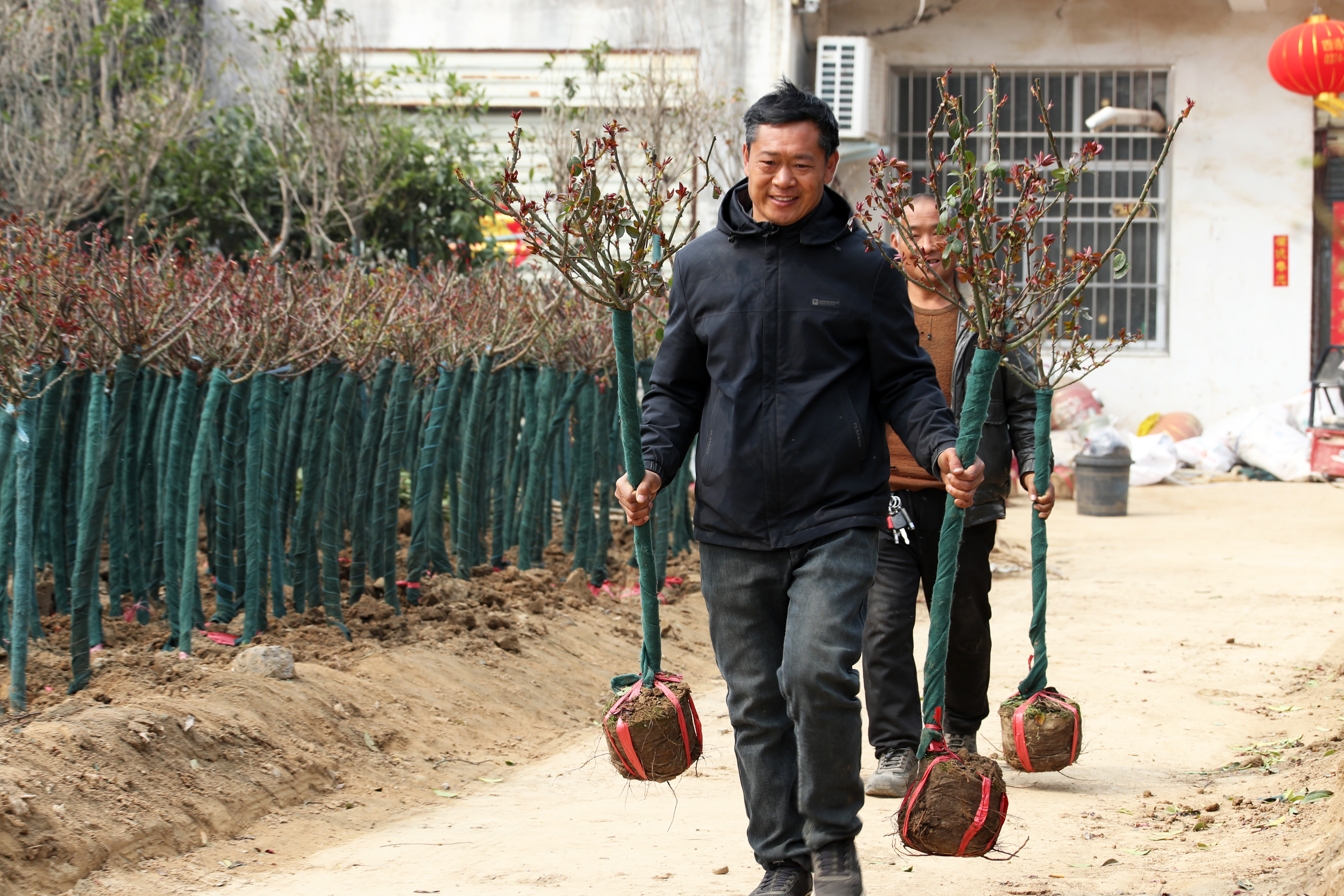 3月30日,在鄢陵县花木交易市场,花农在销售绿化苗木。 3月30日,在鄢陵县花木交易市场,花农在销售绿化苗木。
