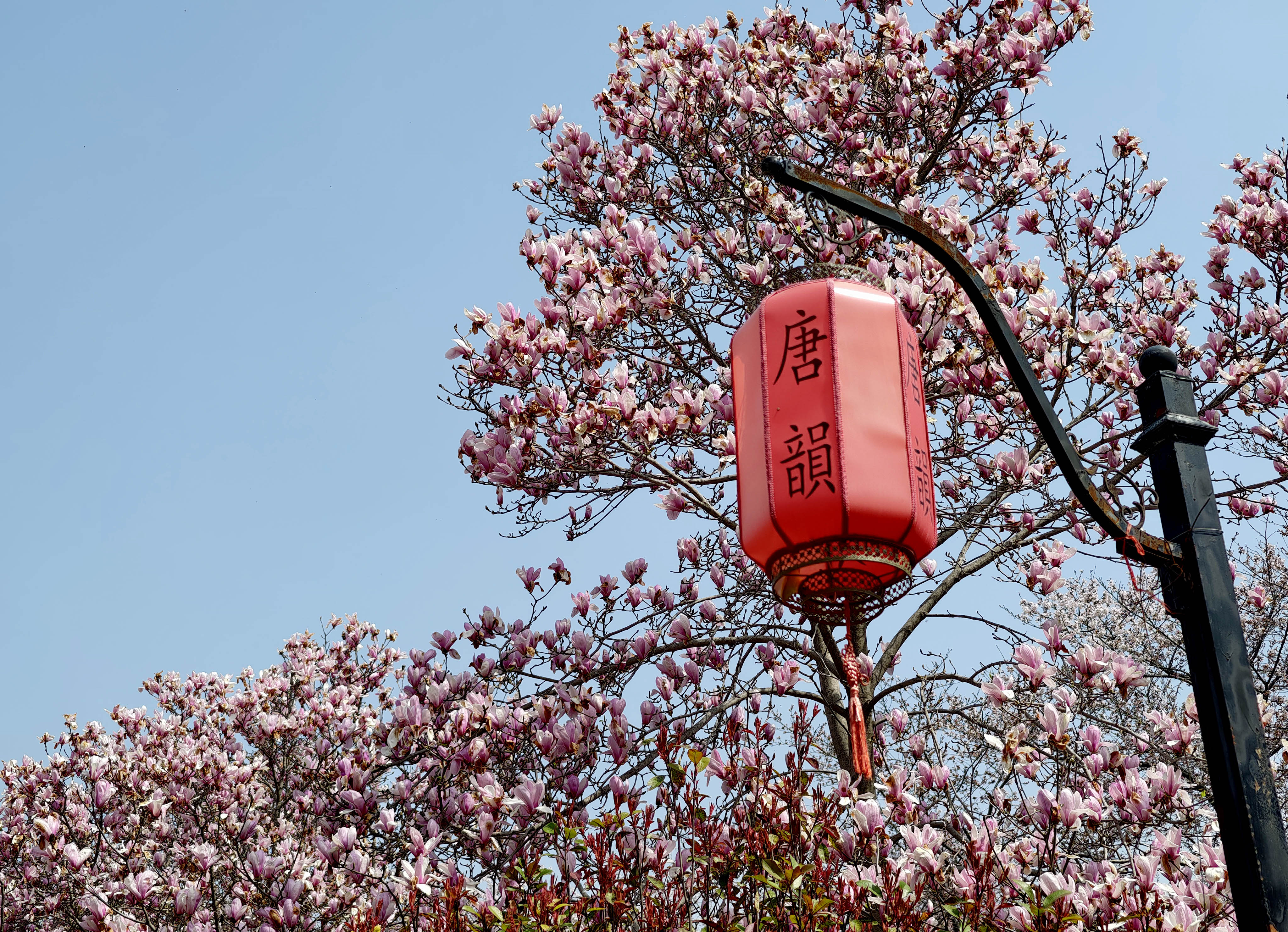 玉兰花开。（3月22日摄）