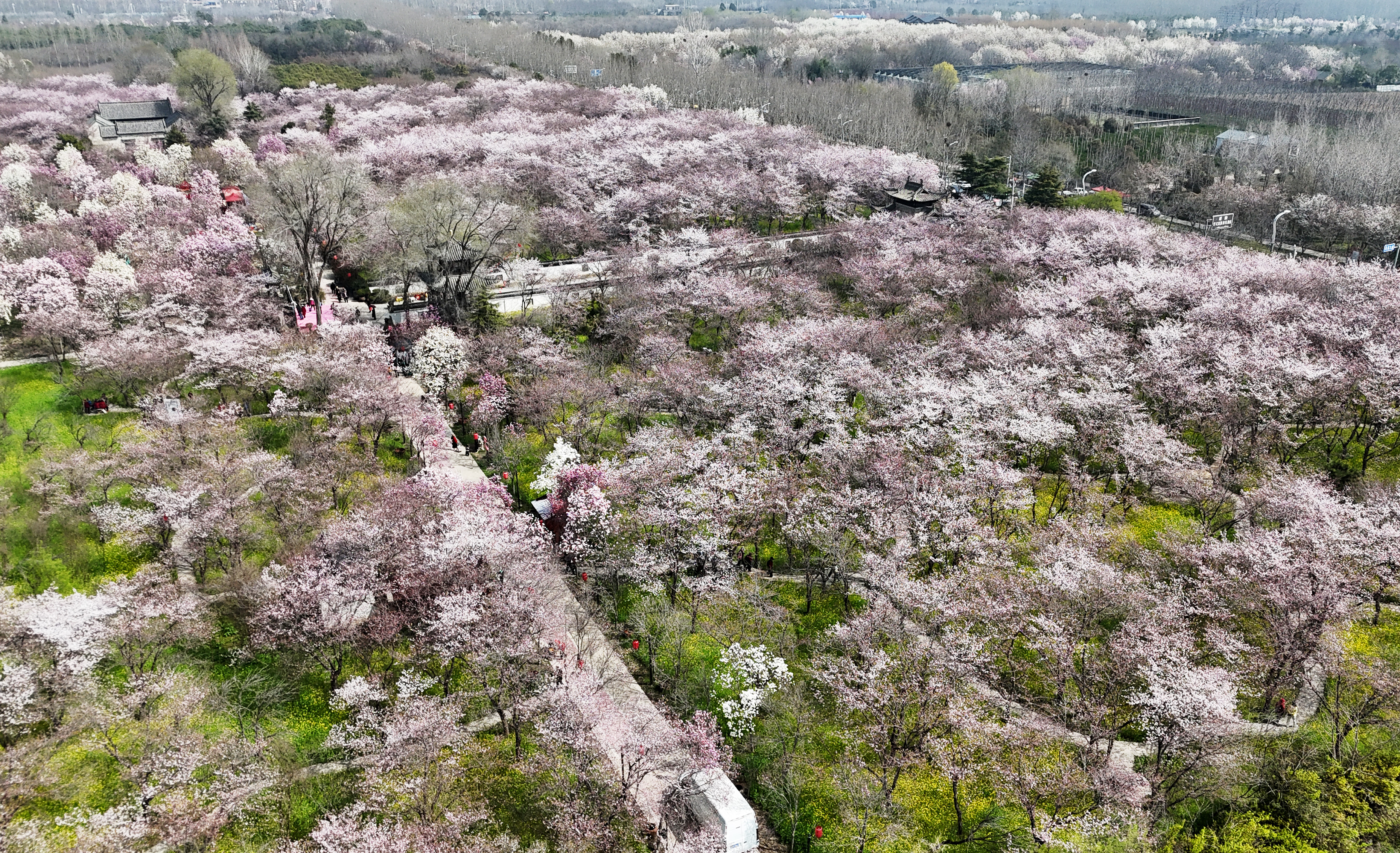 3月22日,鄢陵唐韵樱花园花海盛景。(无人机照片) 3月22日,鄢陵唐韵樱花园花海盛景。(无人机照片)