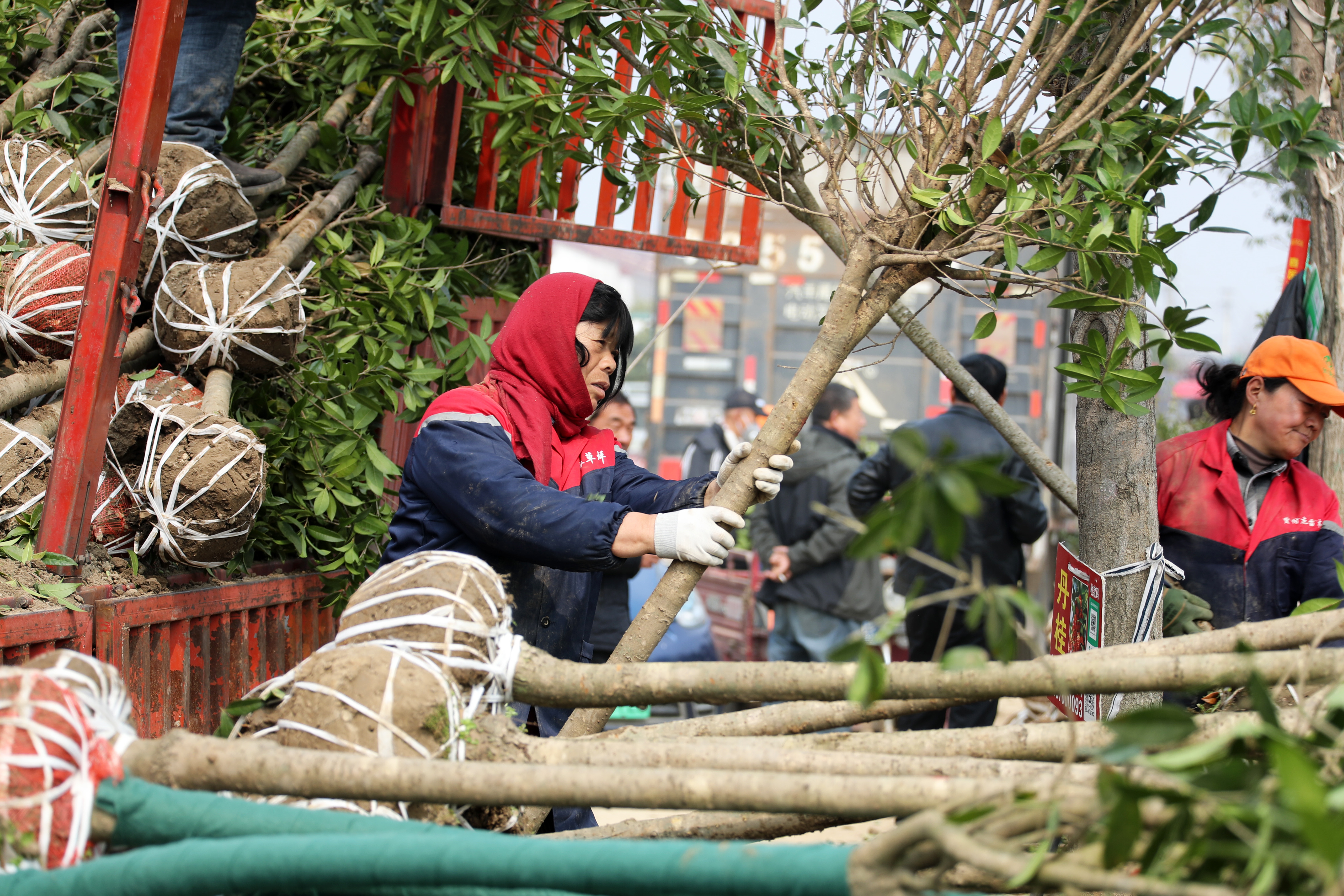3月30日,在鄢陵县花木交易市场,花农在装运销售绿化苗木。 3月30日,在鄢陵县花木交易市场,花农在装运销售绿化苗木。