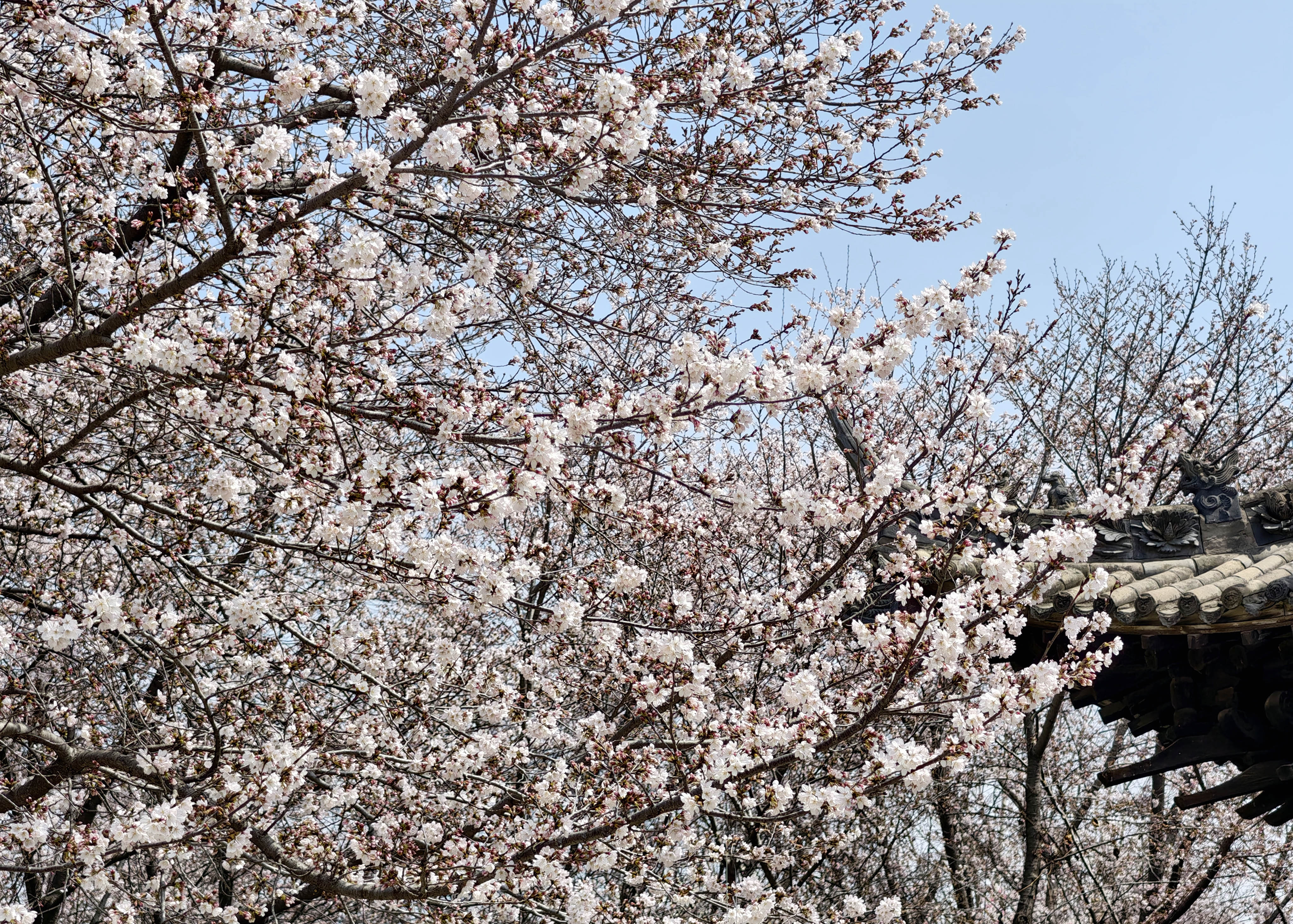 樱花盛开。（3月22日摄）