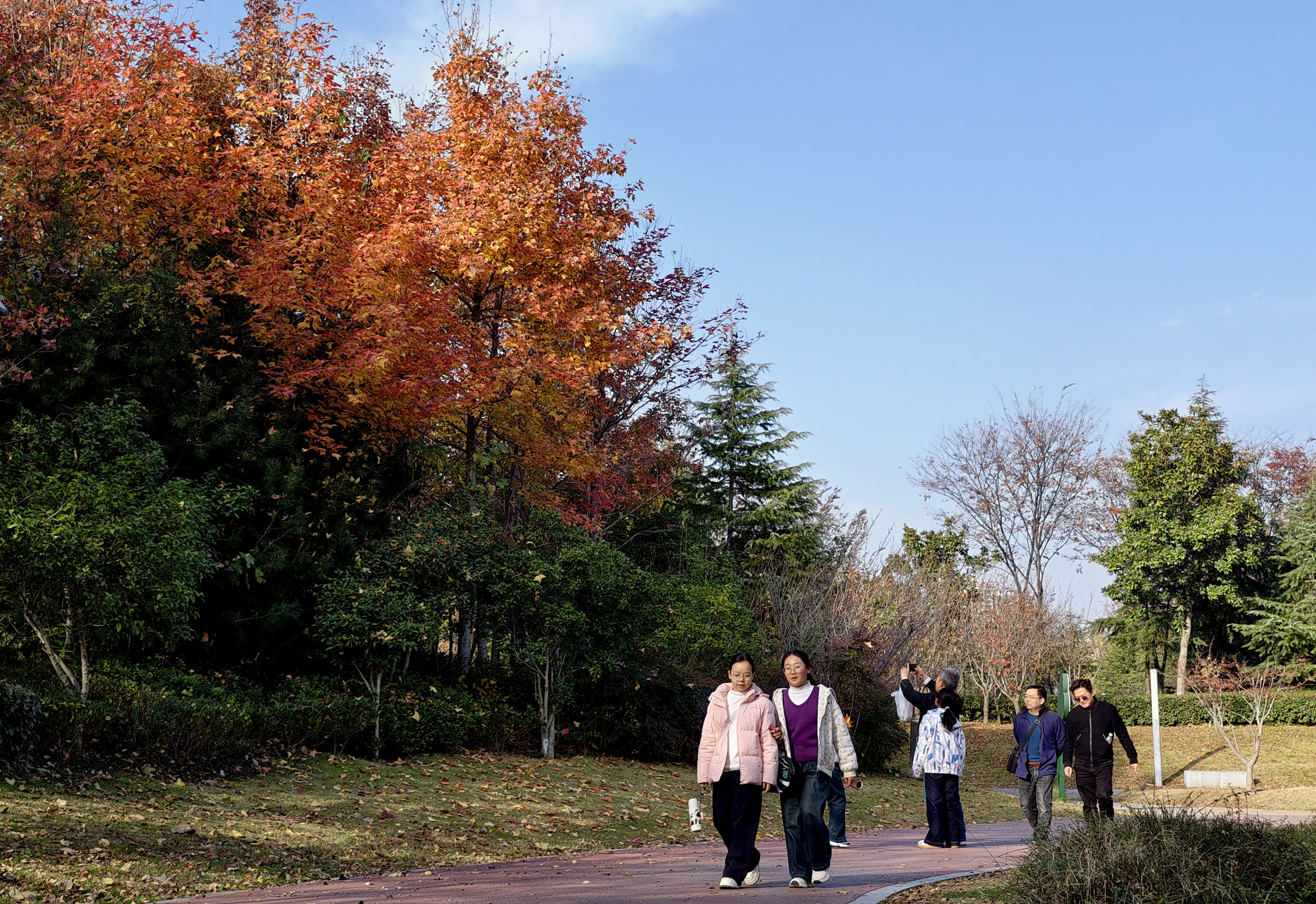 11月23日，市民漫步于彩林步道。
