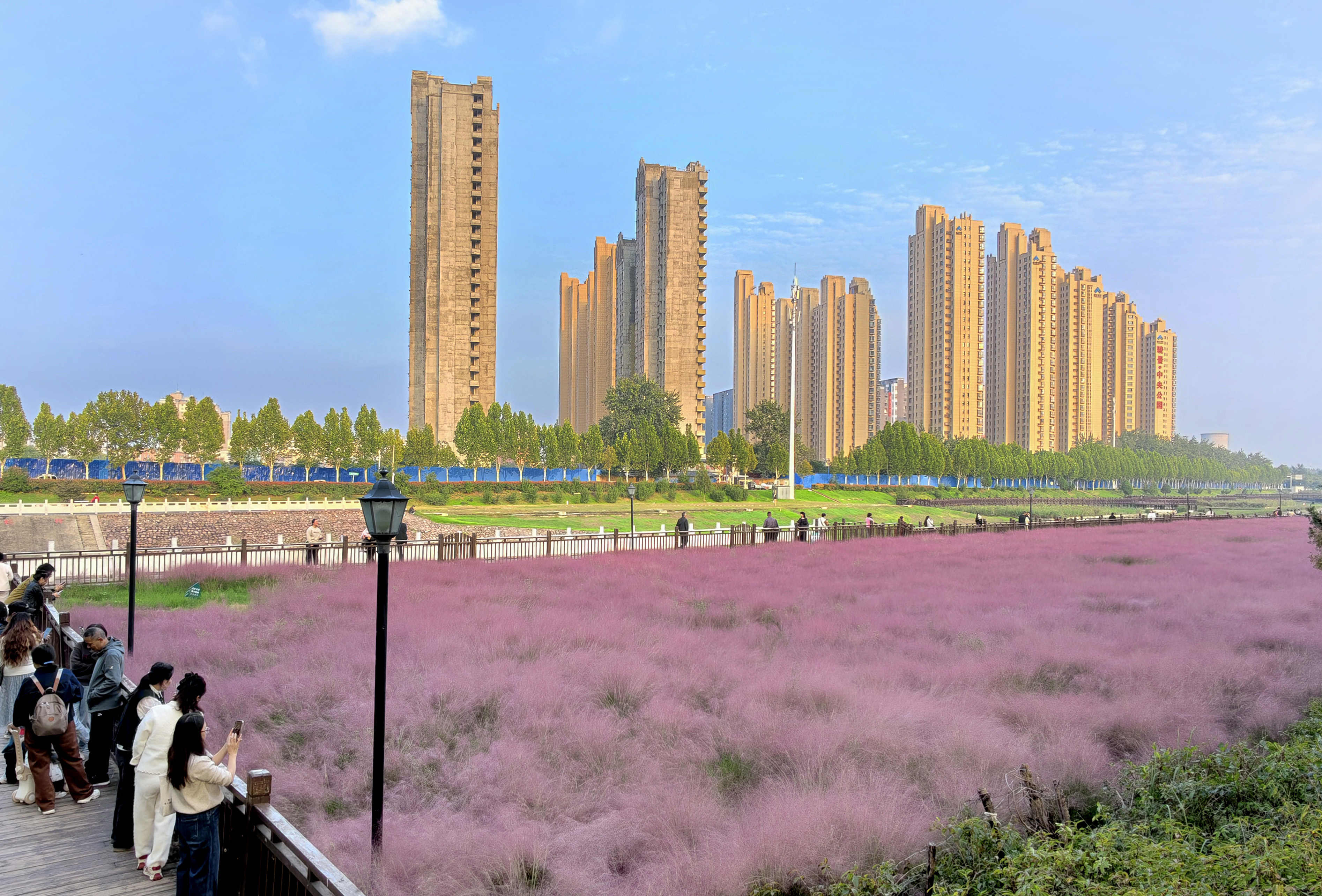 清潩河畔浪漫的“粉色海洋”。