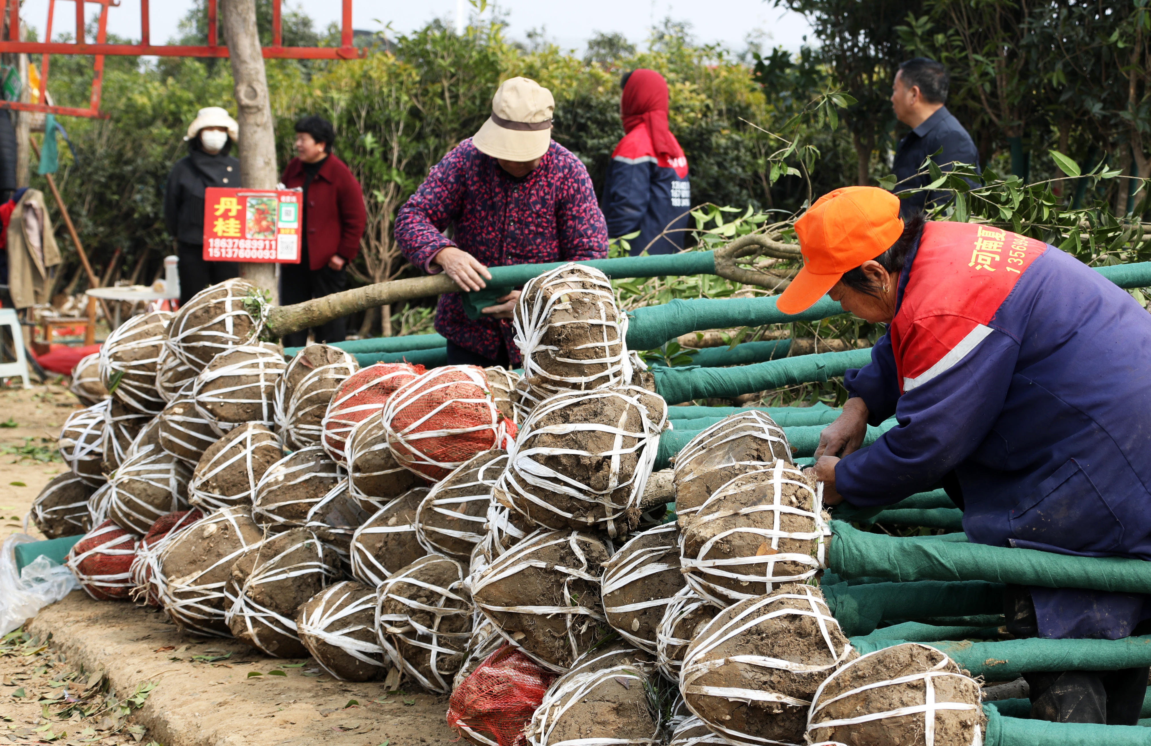 3月30日,在鄢陵县花木交易市场,花农在装运销售绿化苗木。 3月30日,在鄢陵县花木交易市场,花农在装运销售绿化苗木。
