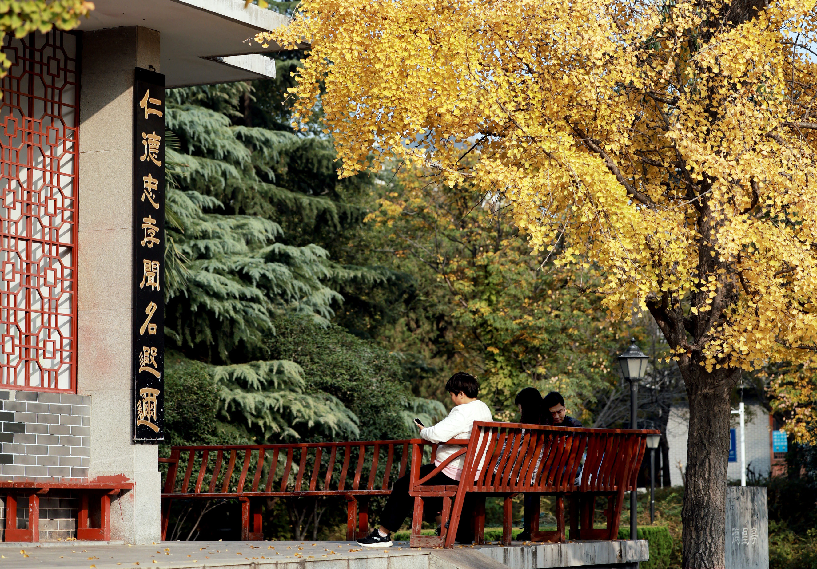 11月13日，市民在银杏树下享受安静与休闲。