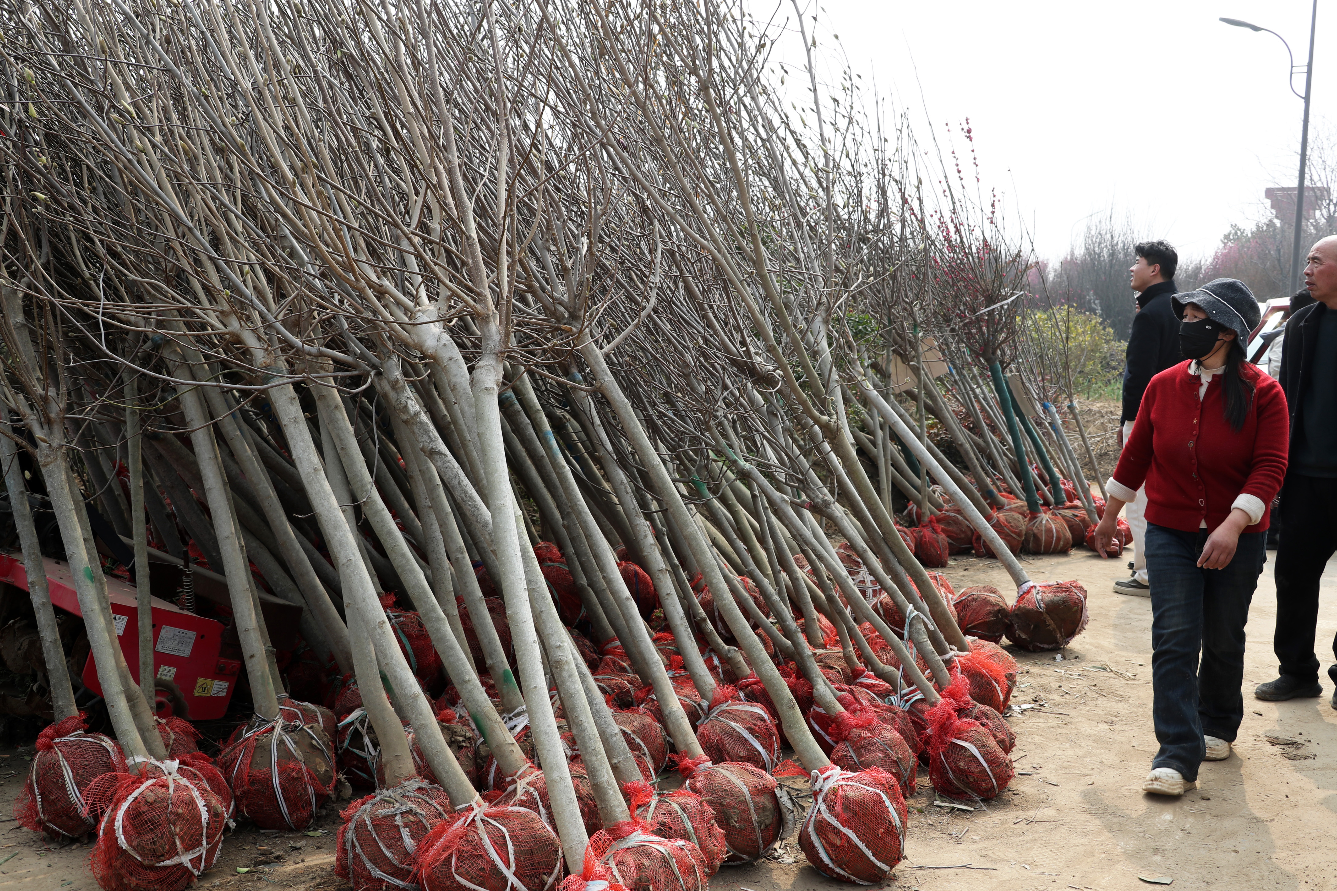3月30日,在鄢陵县花木交易市场,客商在选购绿化苗木。 3月30日,在鄢陵县花木交易市场,客商在选购绿化苗木。