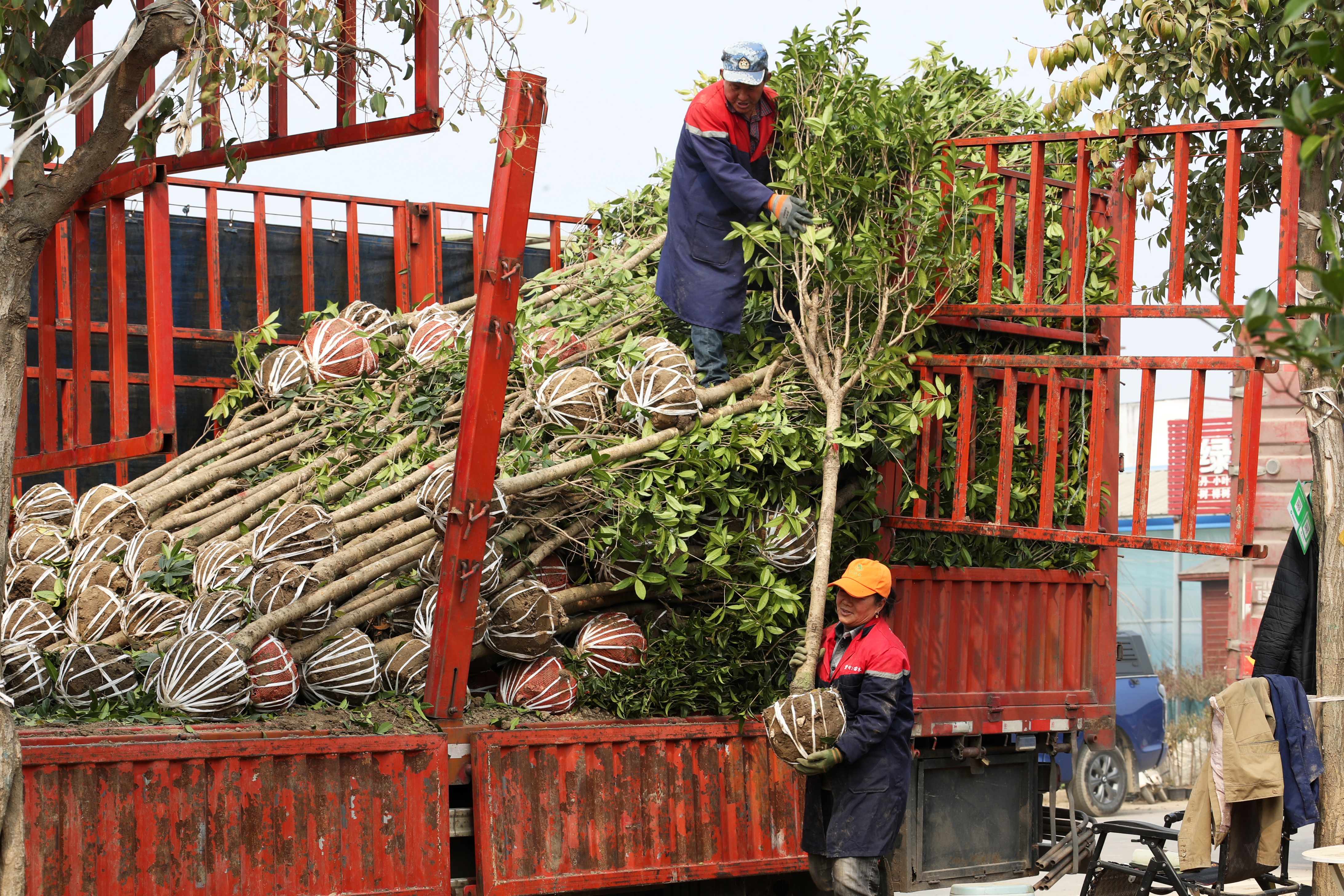3月30日,在鄢陵县花木交易市场,花农在装运销售绿化苗木。 3月30日,在鄢陵县花木交易市场,花农在装运销售绿化苗木。