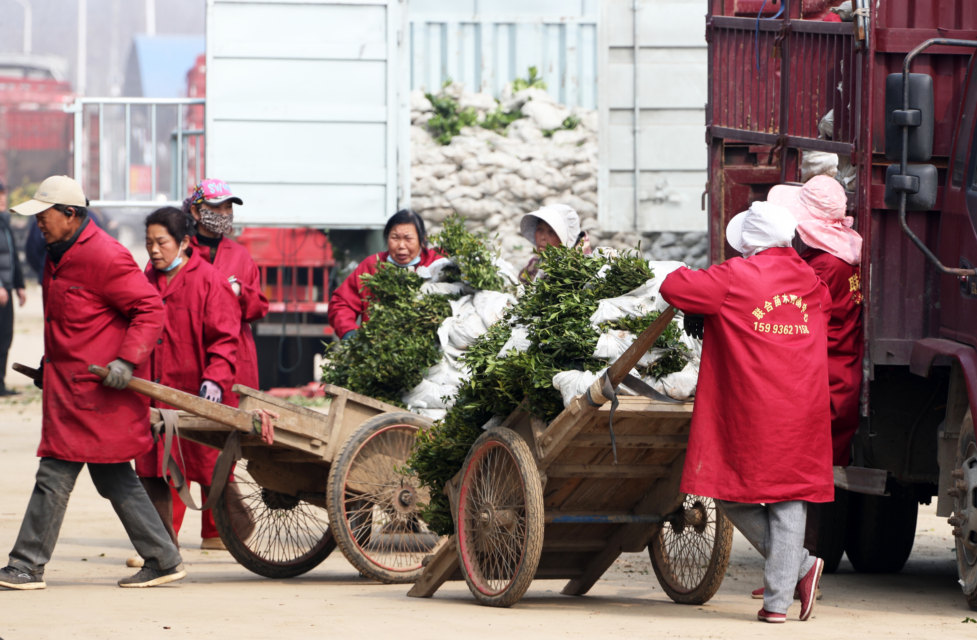 3月30日,在鄢陵县花木交易市场,花农在装运销售绿化苗木。 3月30日,在鄢陵县花木交易市场,花农在装运销售绿化苗木。