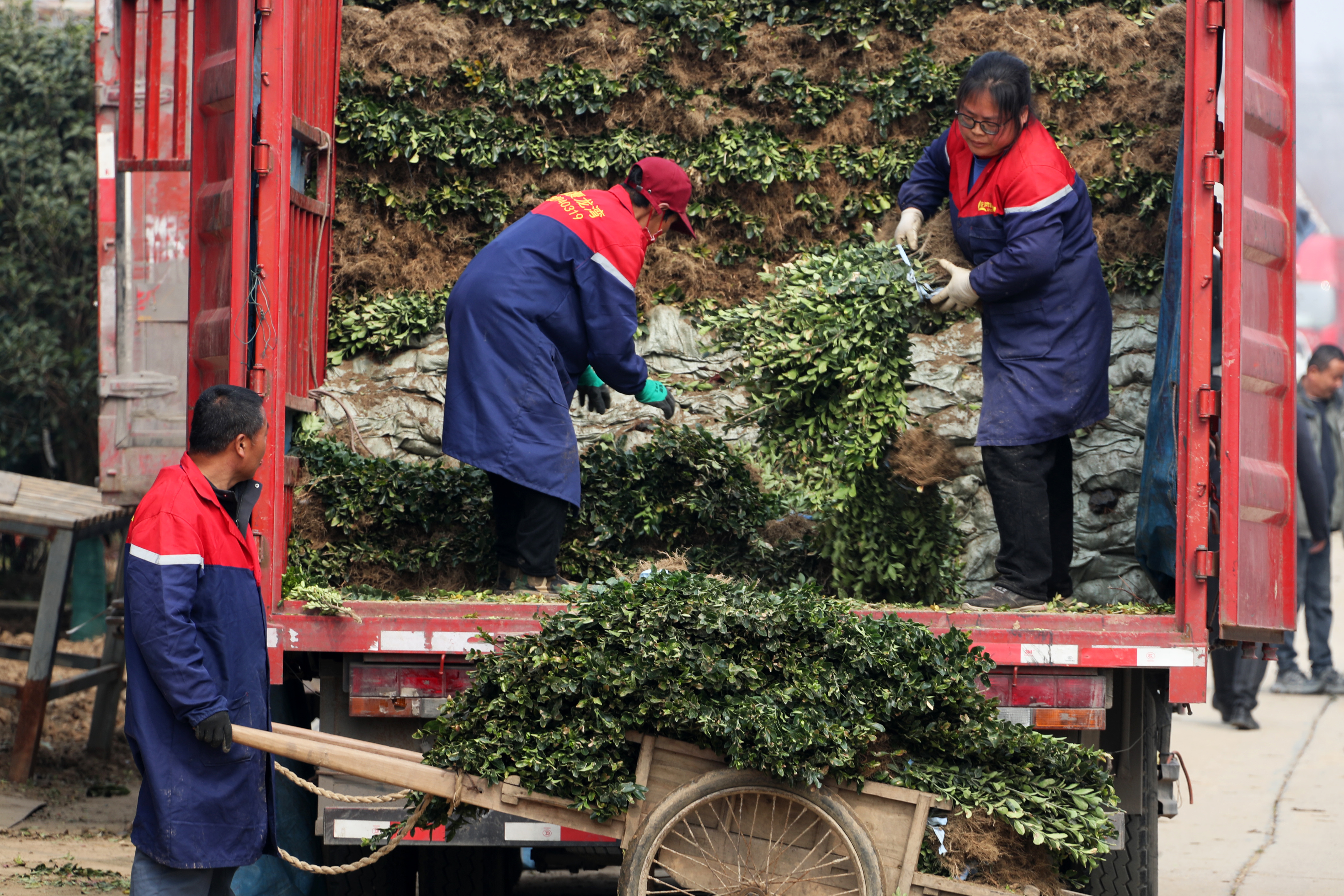 3月30日,在鄢陵县花木交易市场,花农在装运销售绿化苗木。 3月30日,在鄢陵县花木交易市场,花农在装运销售绿化苗木。