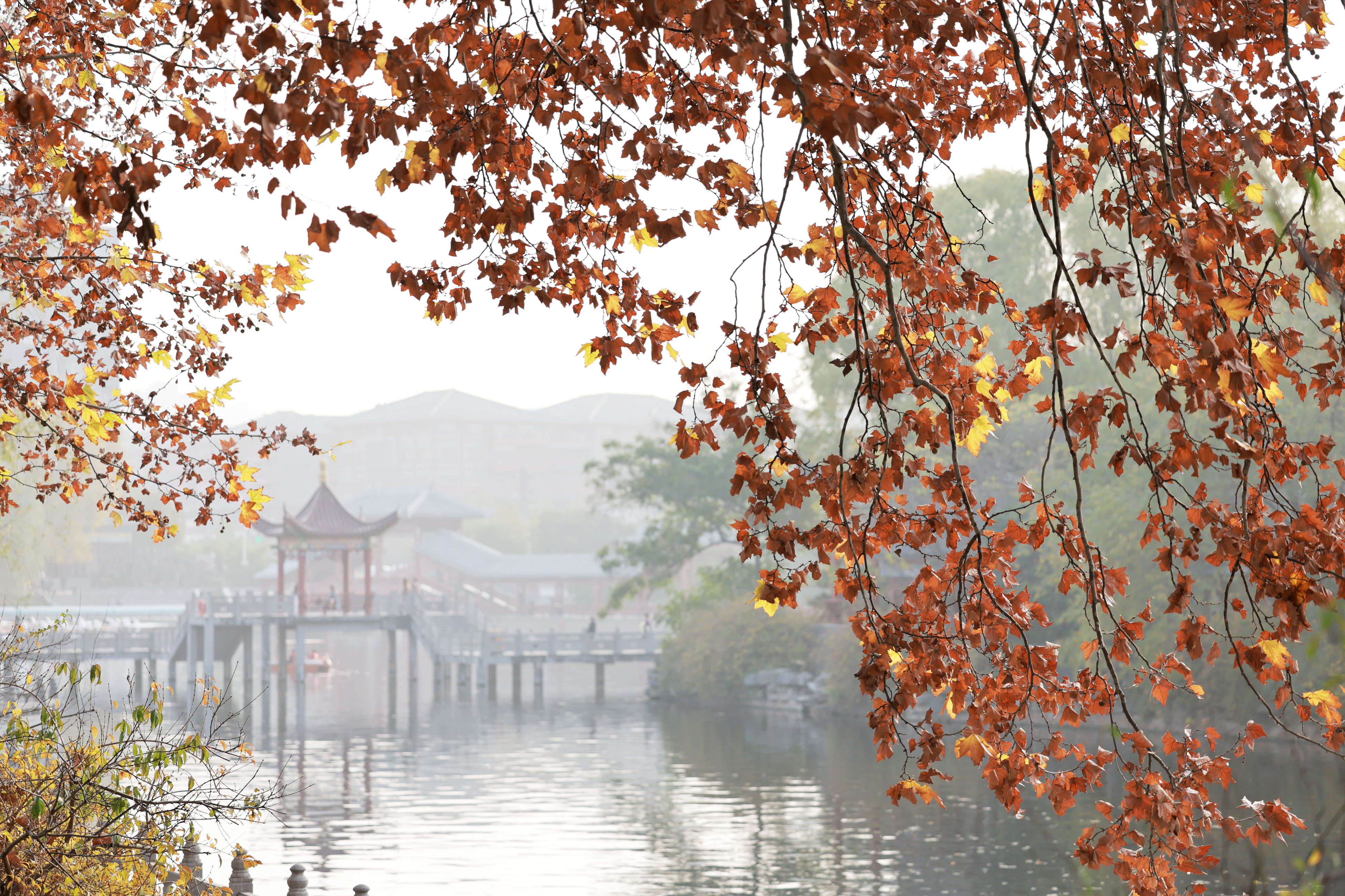 11月13日，法桐映衬下的小西湖。